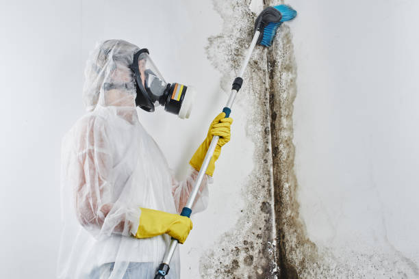 Best Commercial Mold Removal  in Carthage, MS