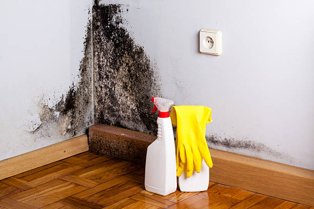 Best Certified Mold Removal  in Carthage, MS